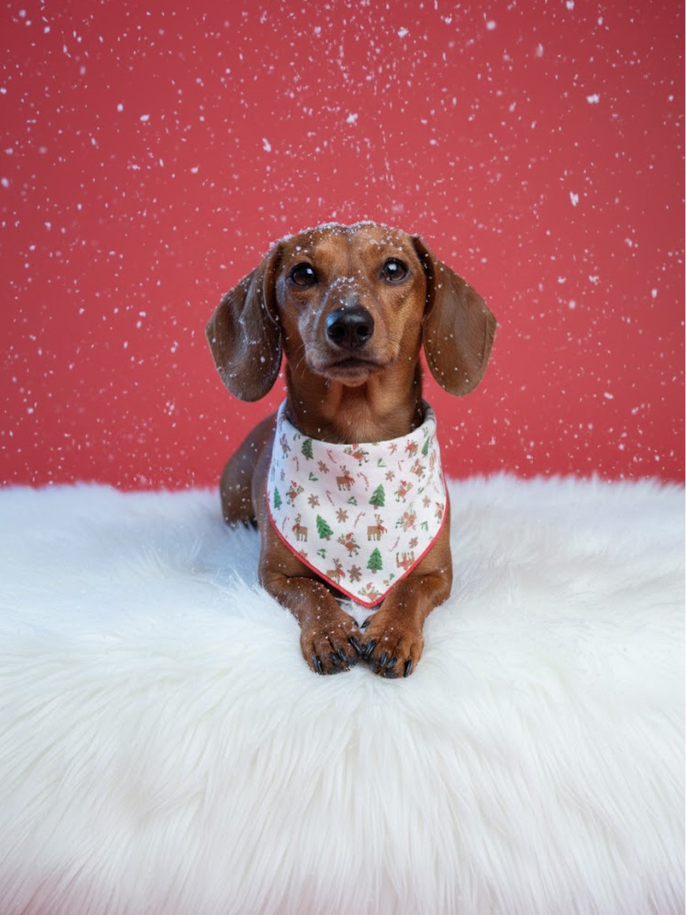 Cosy Christmas Crew Dog Bandana